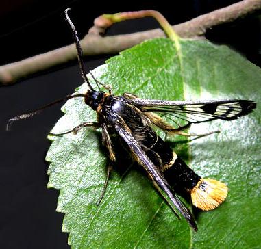 Ябълкова стъкленка - Synanthedon (Aegeriia) myopaeformis